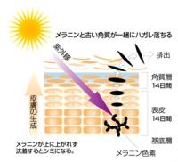 レイヨネホワイト&ホワイト